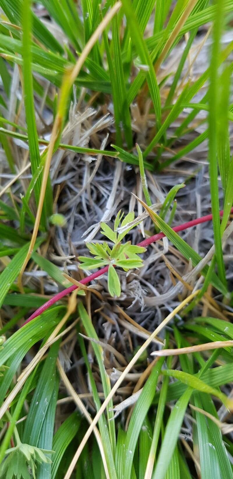 Alchemilla pentafilla 12