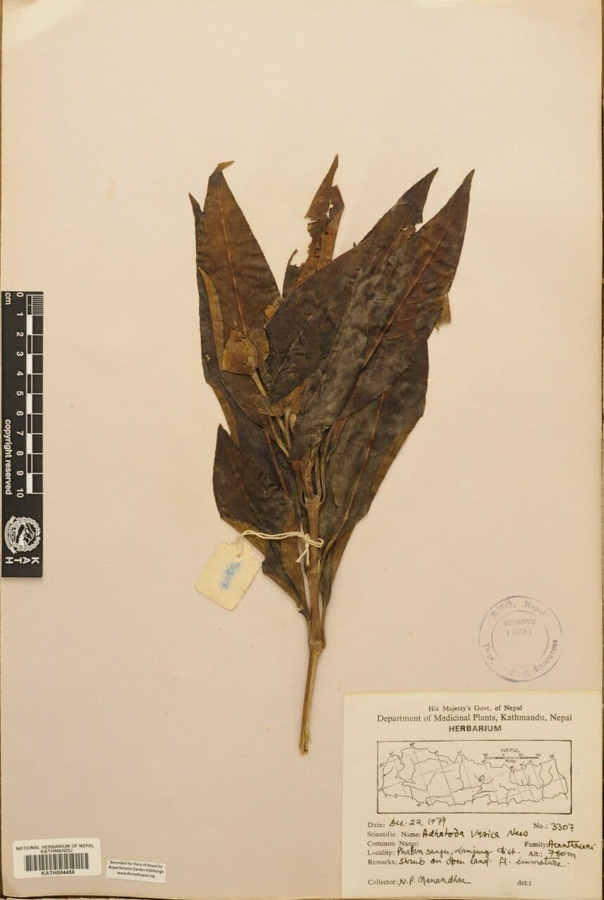 Noce di Malabar 21