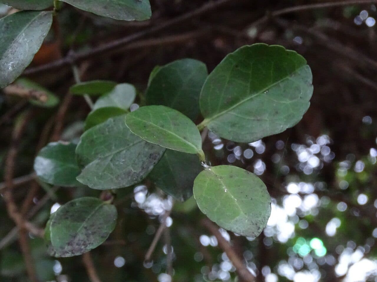 Loeseneriella