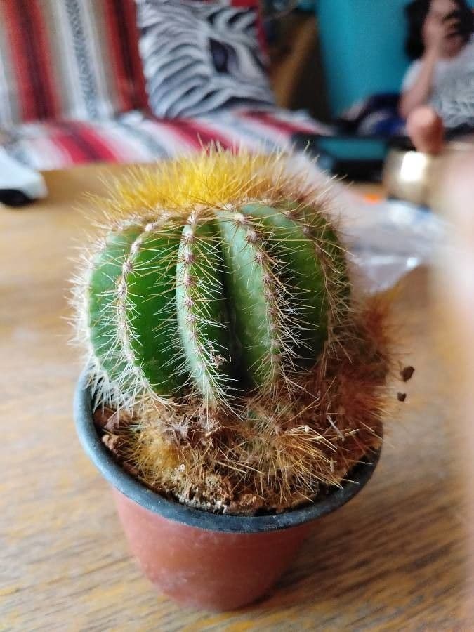 Parodia 7