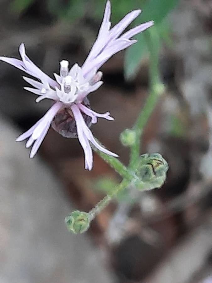 Crupina comune 4
