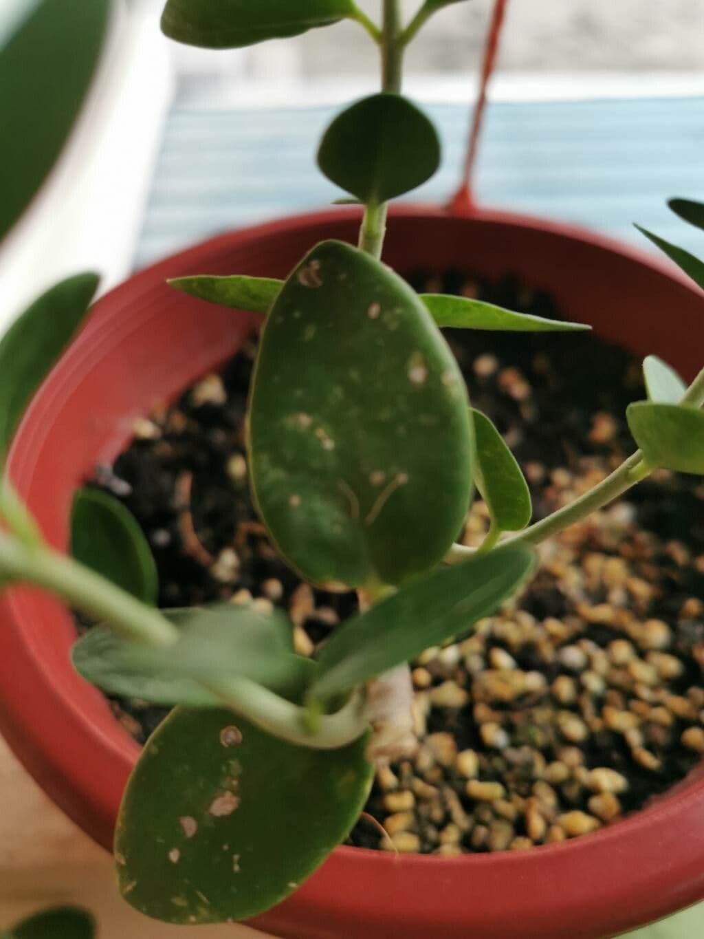 Hoya 12