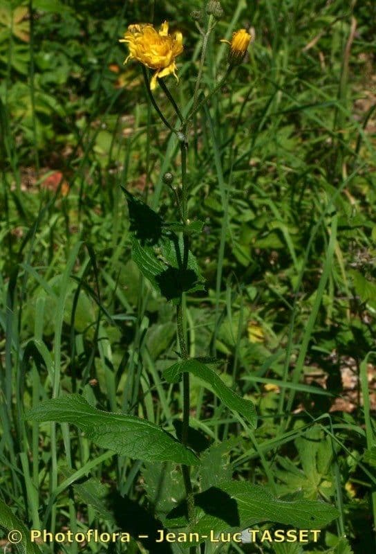 Radicchiella 7