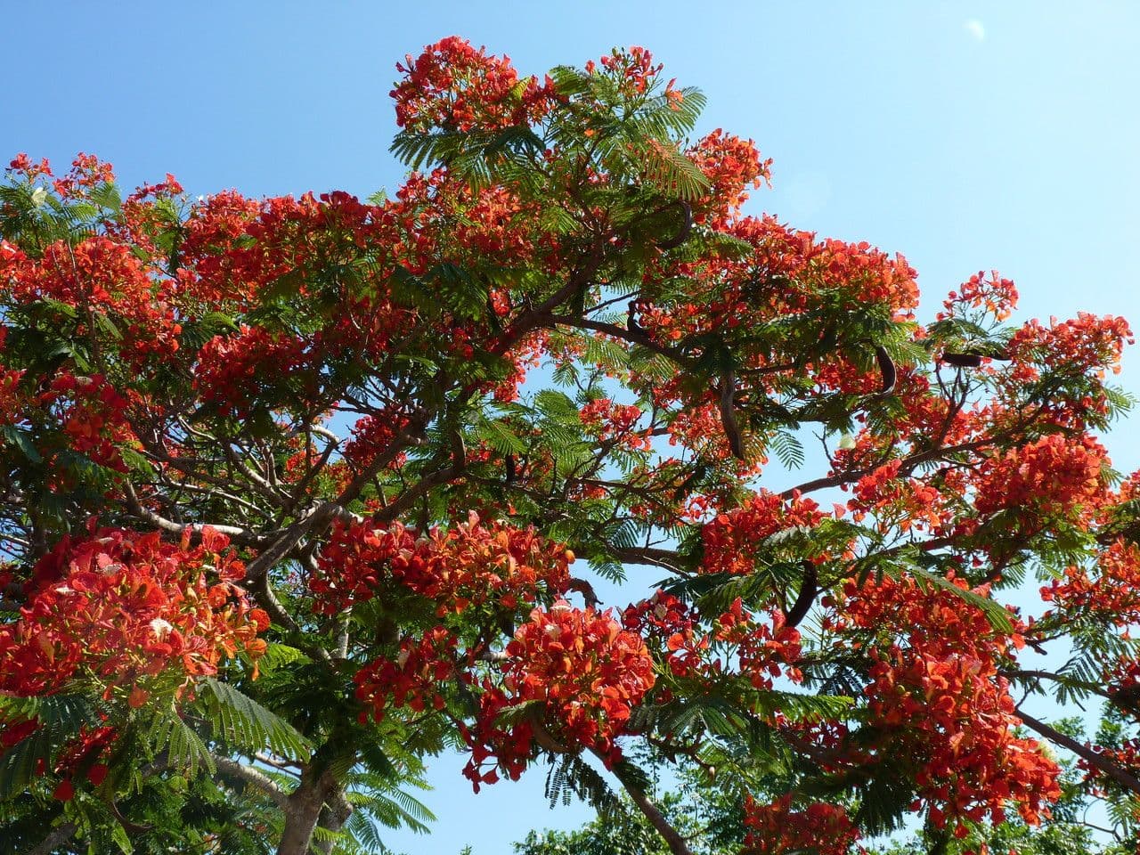 Flamboyant 8