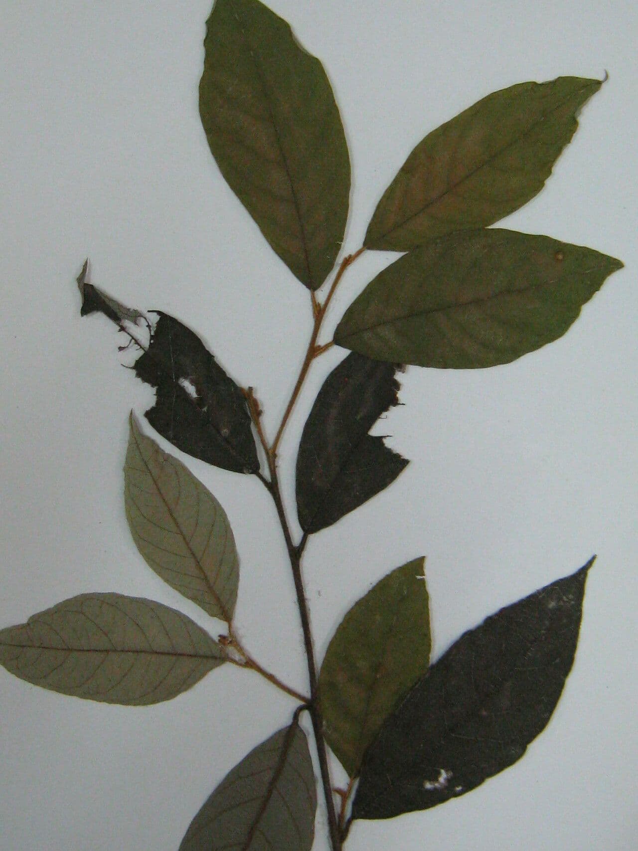 Styrax 5