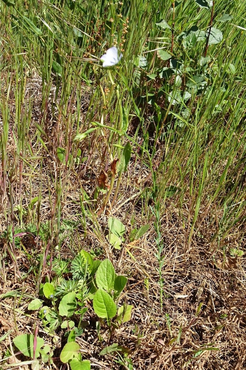 Linseed 14