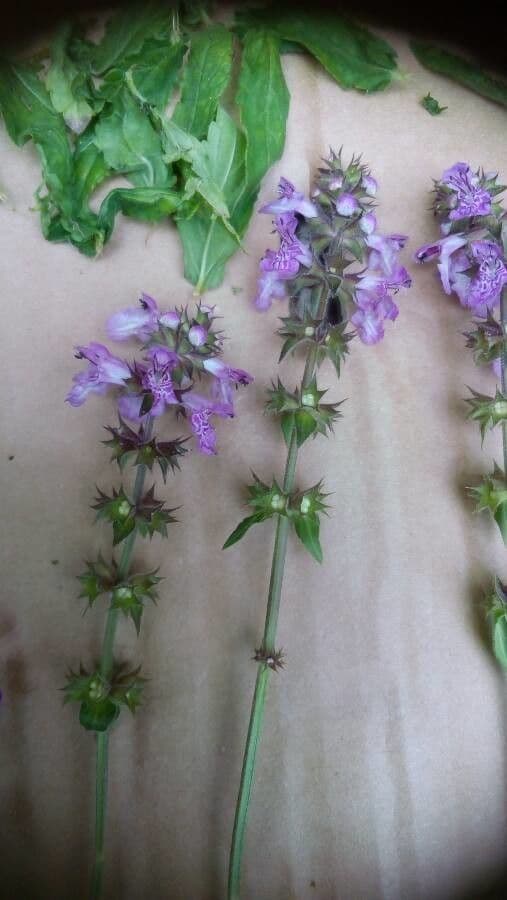 Betonica palustre 10