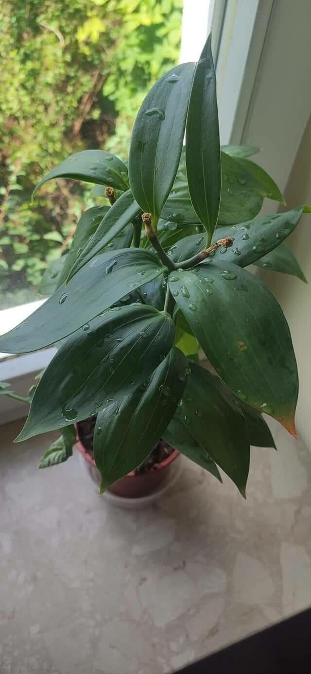 Hoya
