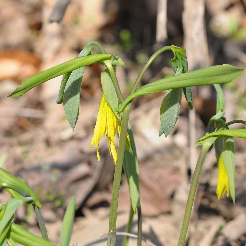 Uvularia grandiflora 9