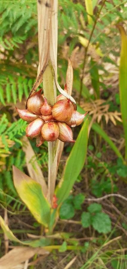 Watsonia meriana 5