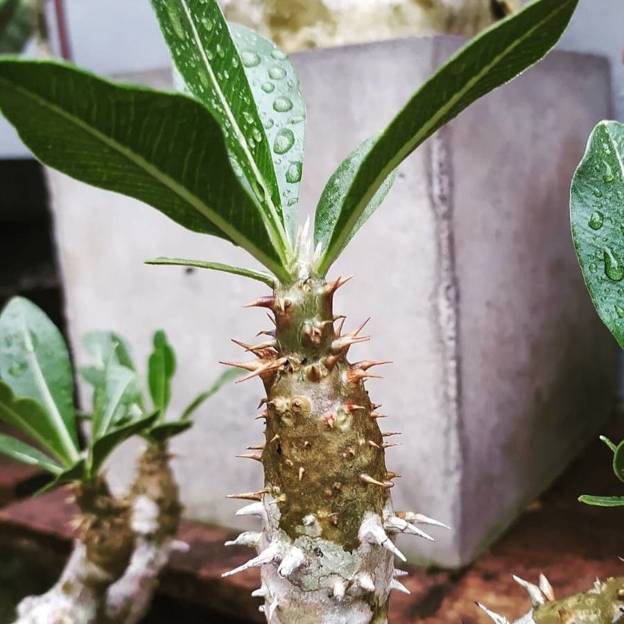 Pachypodium 10
