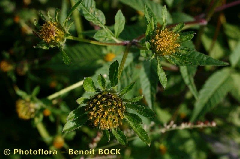 Bidens vulgata 23