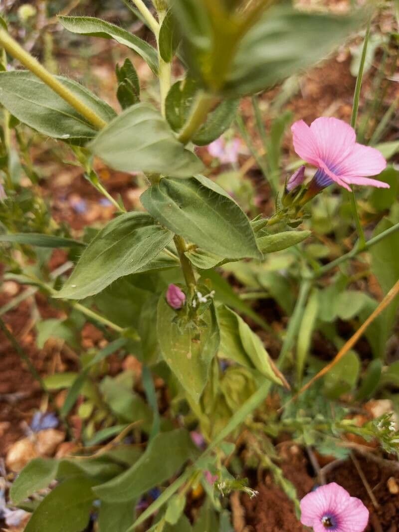 Flachs 8