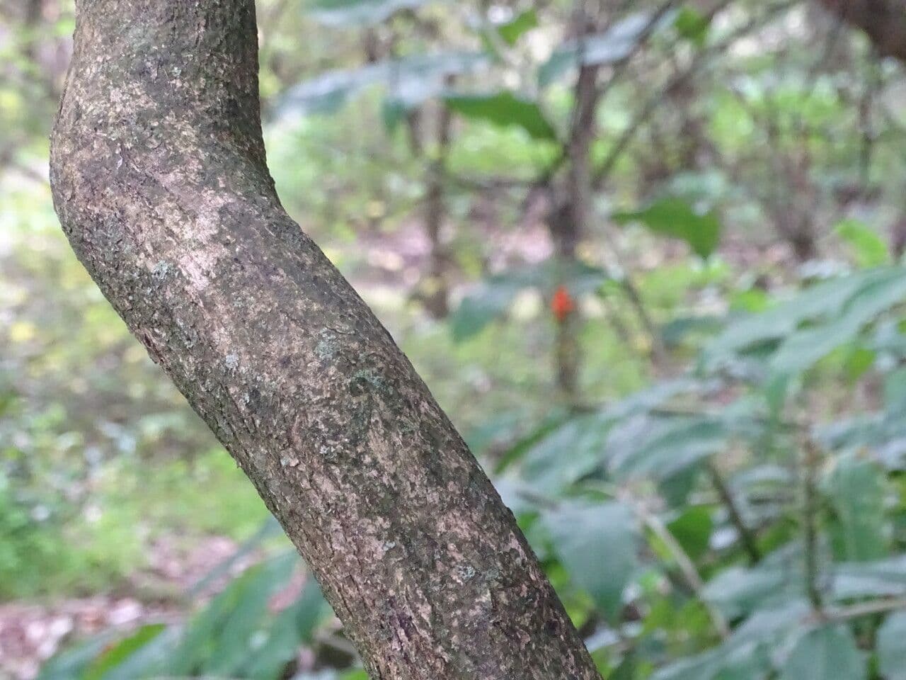 Terminália 13