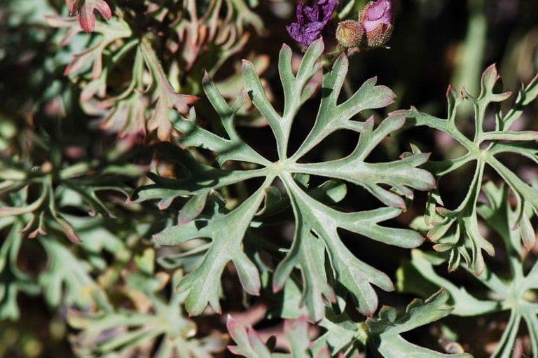 Sidalcea cerosa 12