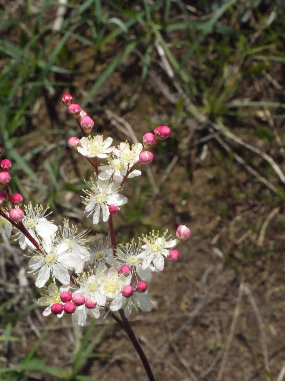 Filipendula comune 29