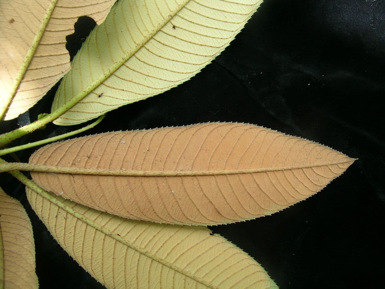 Saurauia 14
