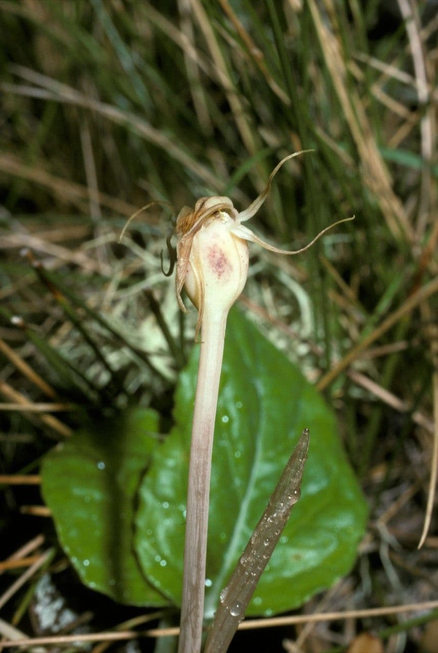 Arachnitis uniflora 2