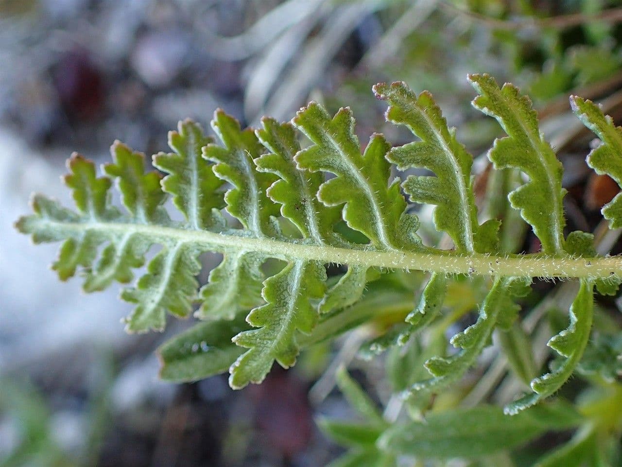 Pedicularis gyroflexa 14