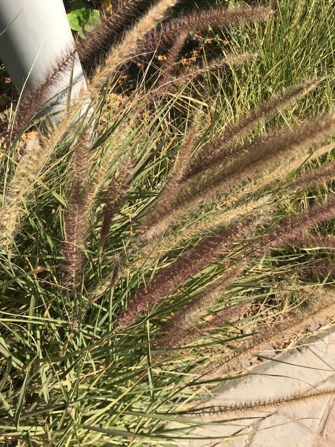Setaria minore 19