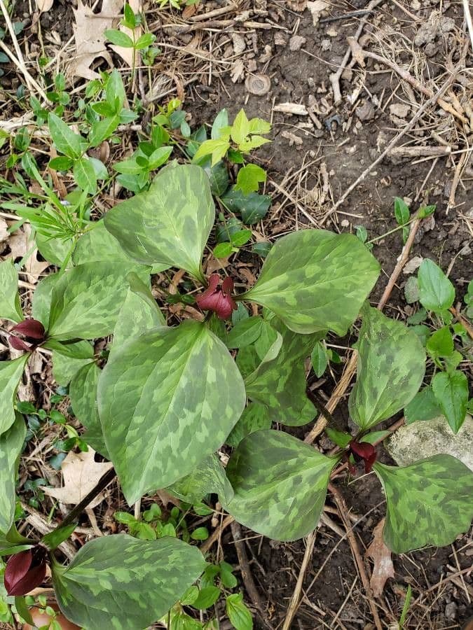 Trillium cuneatum 14