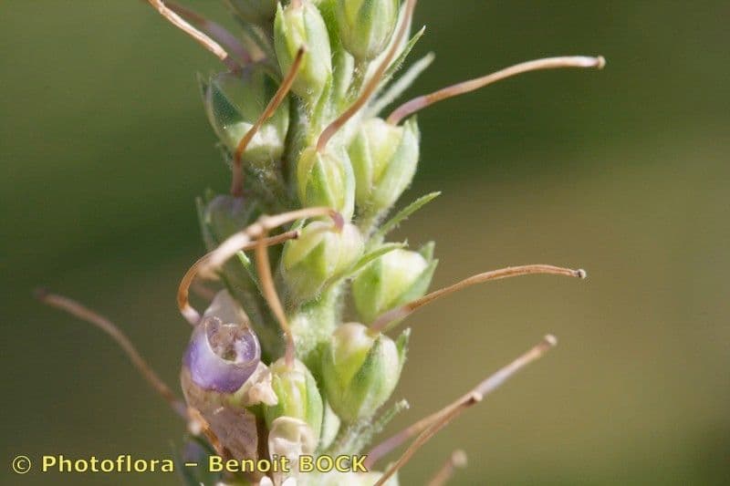 Verónica de hoja larga