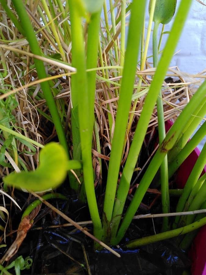 Pontederia 23