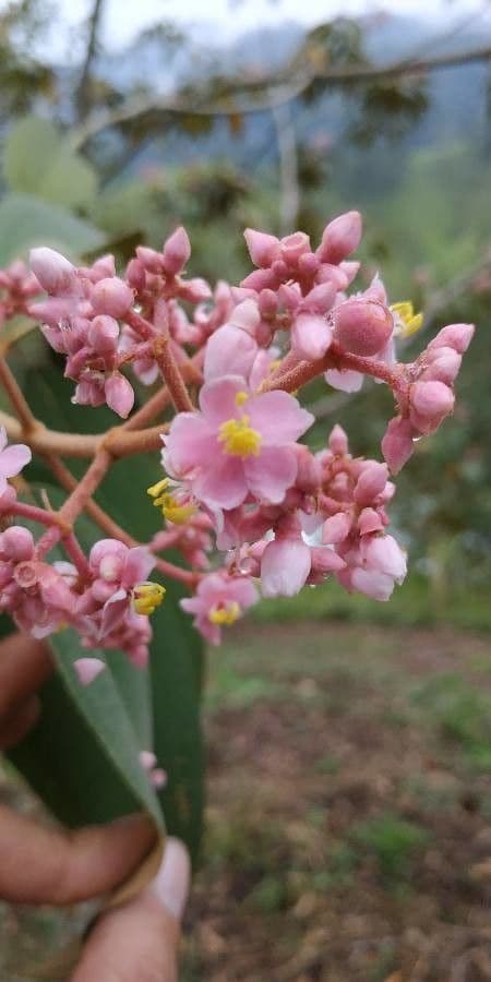 Miconia xalapská 10