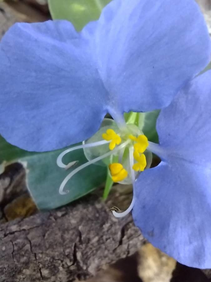 Flor de día 19