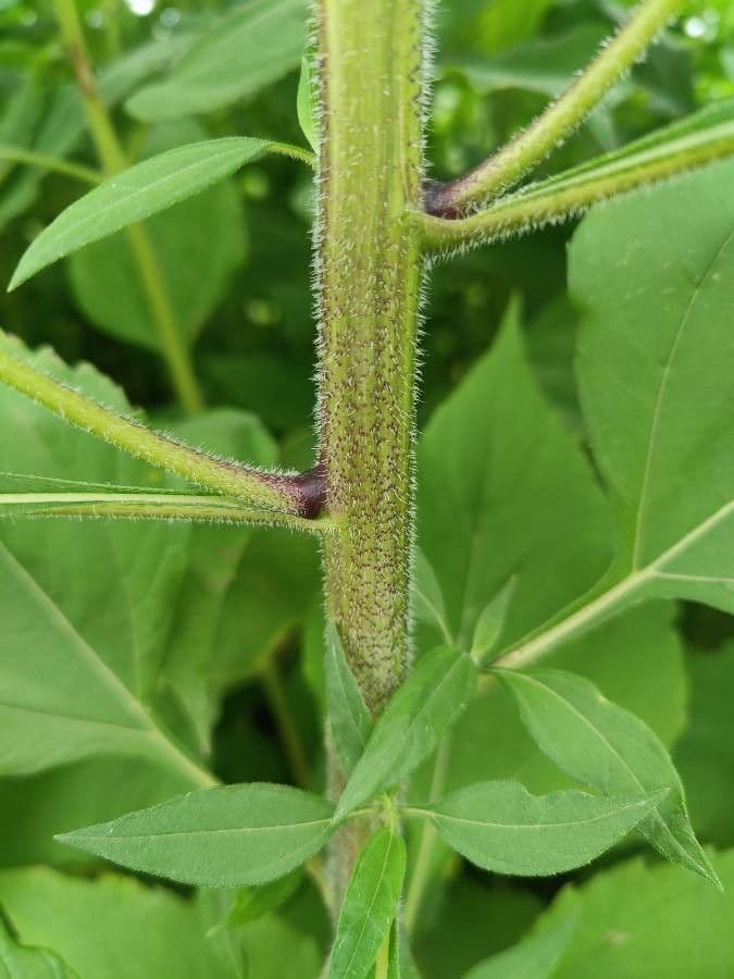 Topinambur 21