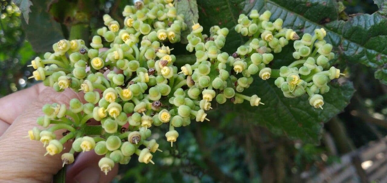 Cissus sulcicaulis