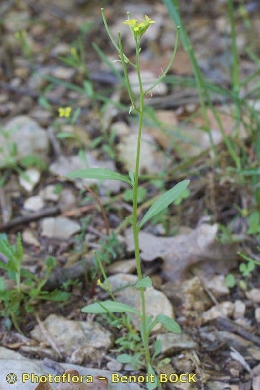 Erysimum incanum 2
