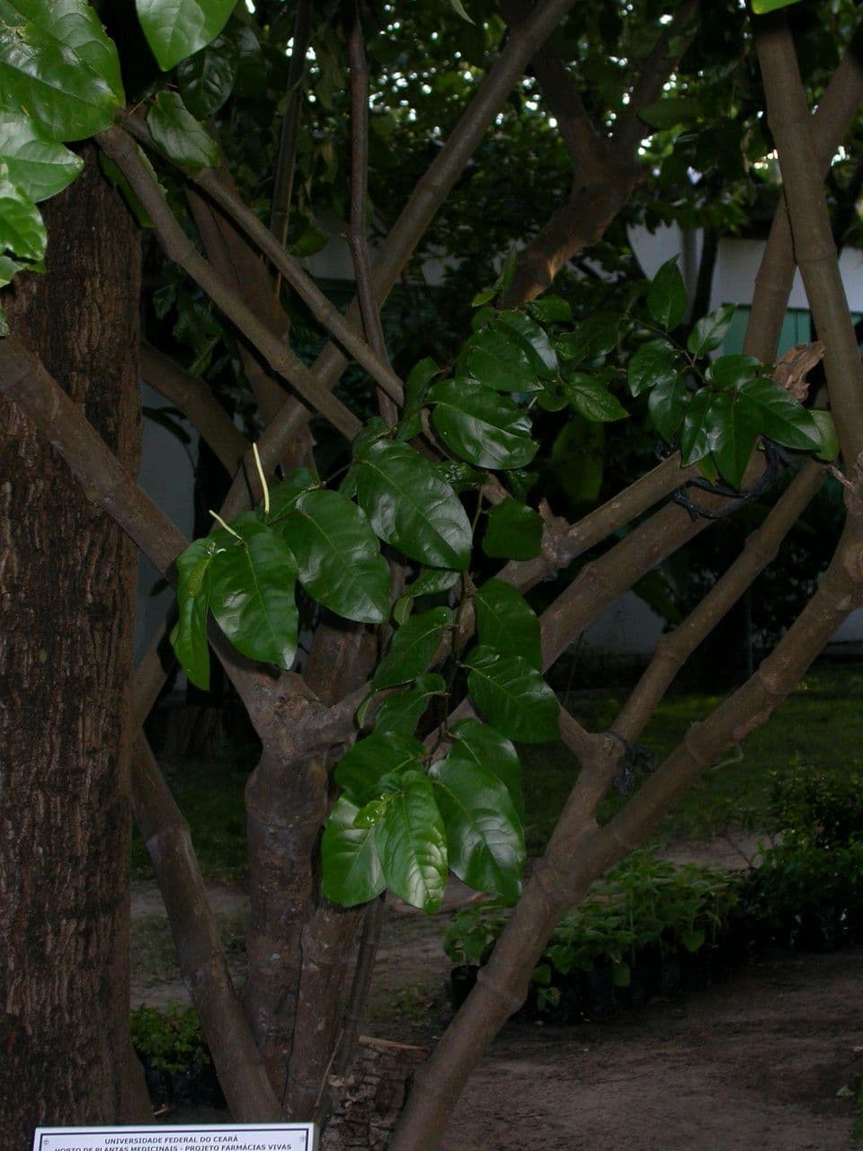 Pimienta tuberculada 11