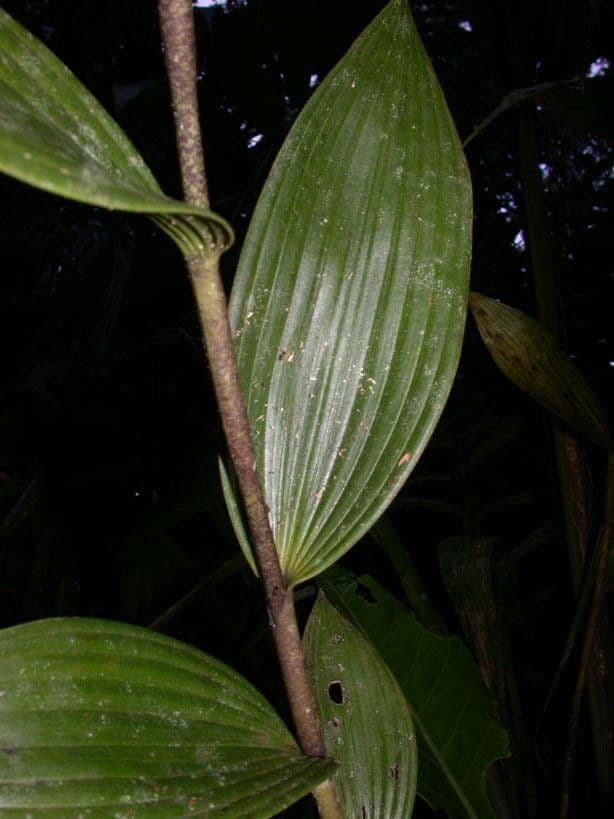 Sobralia 8