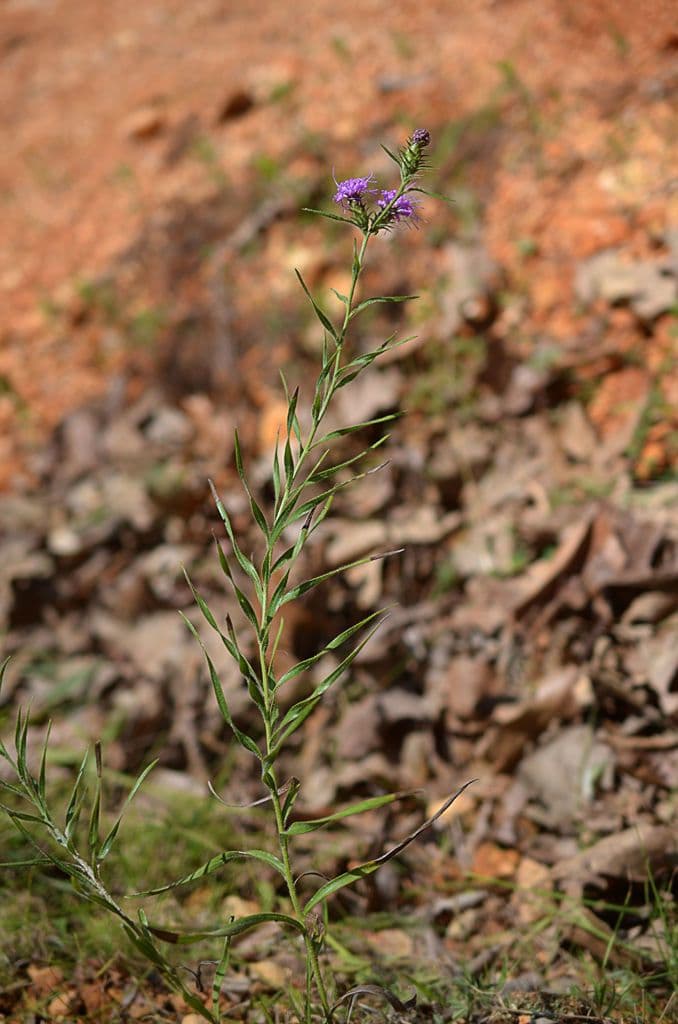 Liatris 11