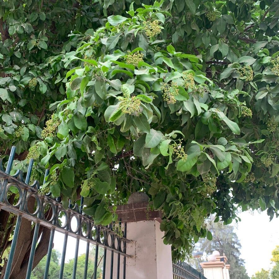Ehretia 7