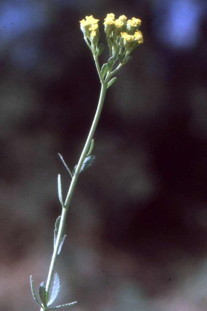 Achillea 14