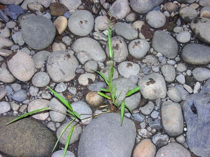 Panicum pilosum 2