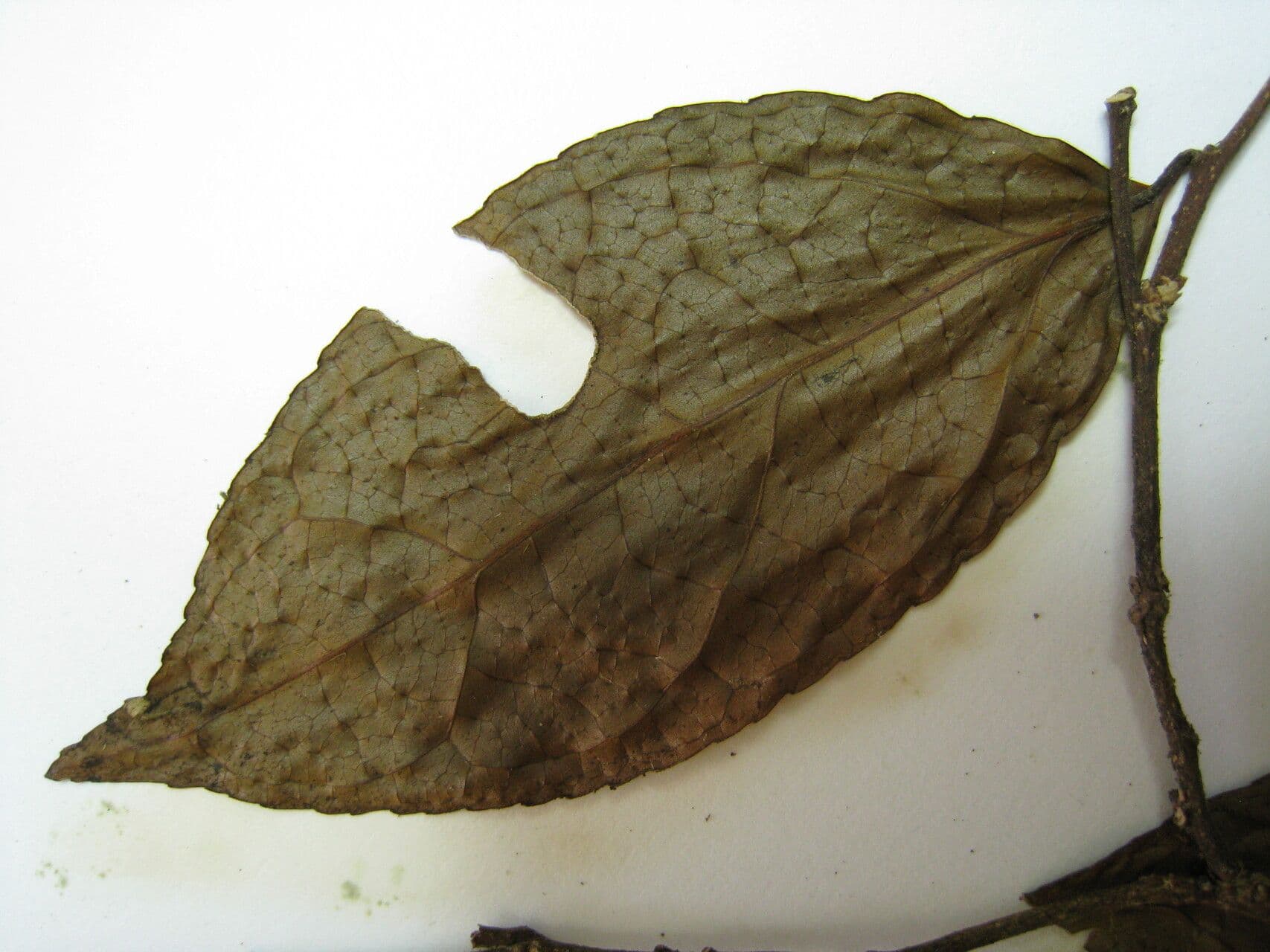 Casearia 3