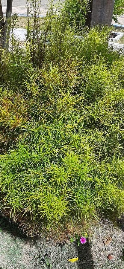 Eugenia 2