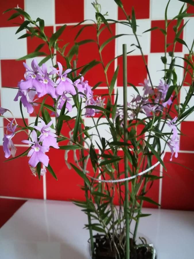 Epidendrum 2