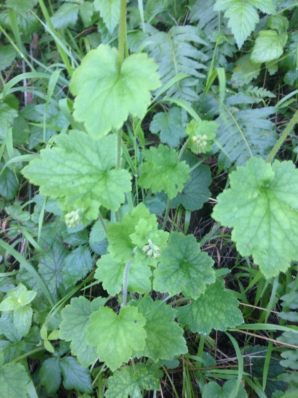 Tellima grandiflora 13