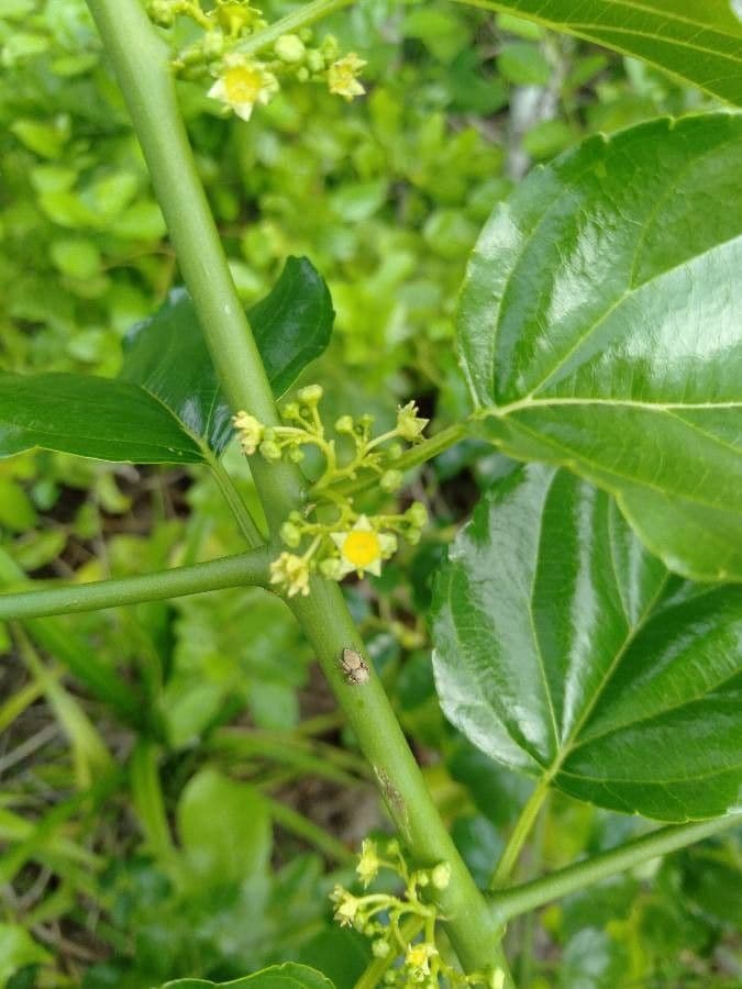 Colubrina 5