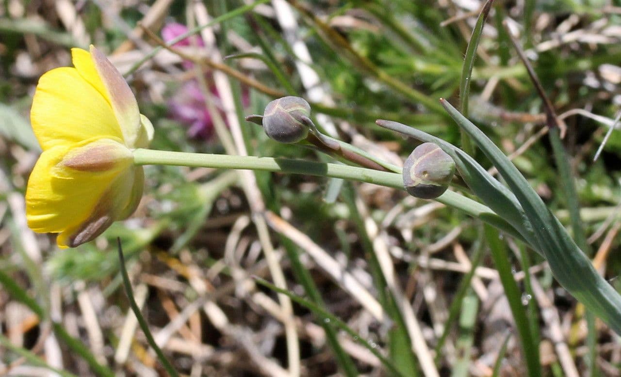 Ranunculus gramineus 26