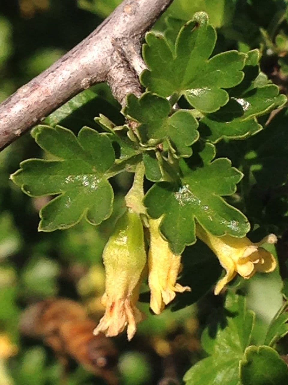 Eichbeere 13