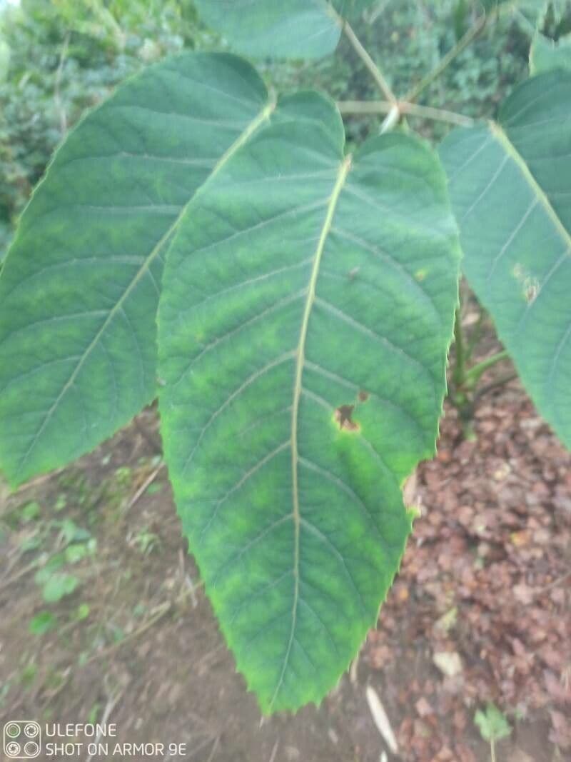 Schefflera 2