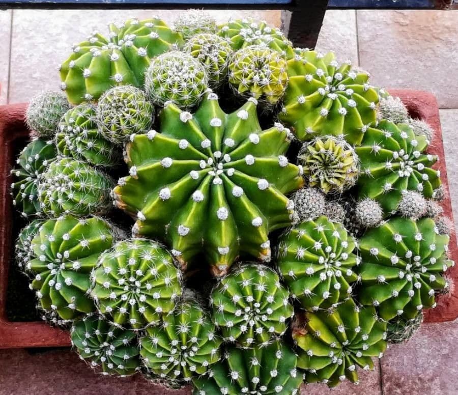 Echinopsis 10