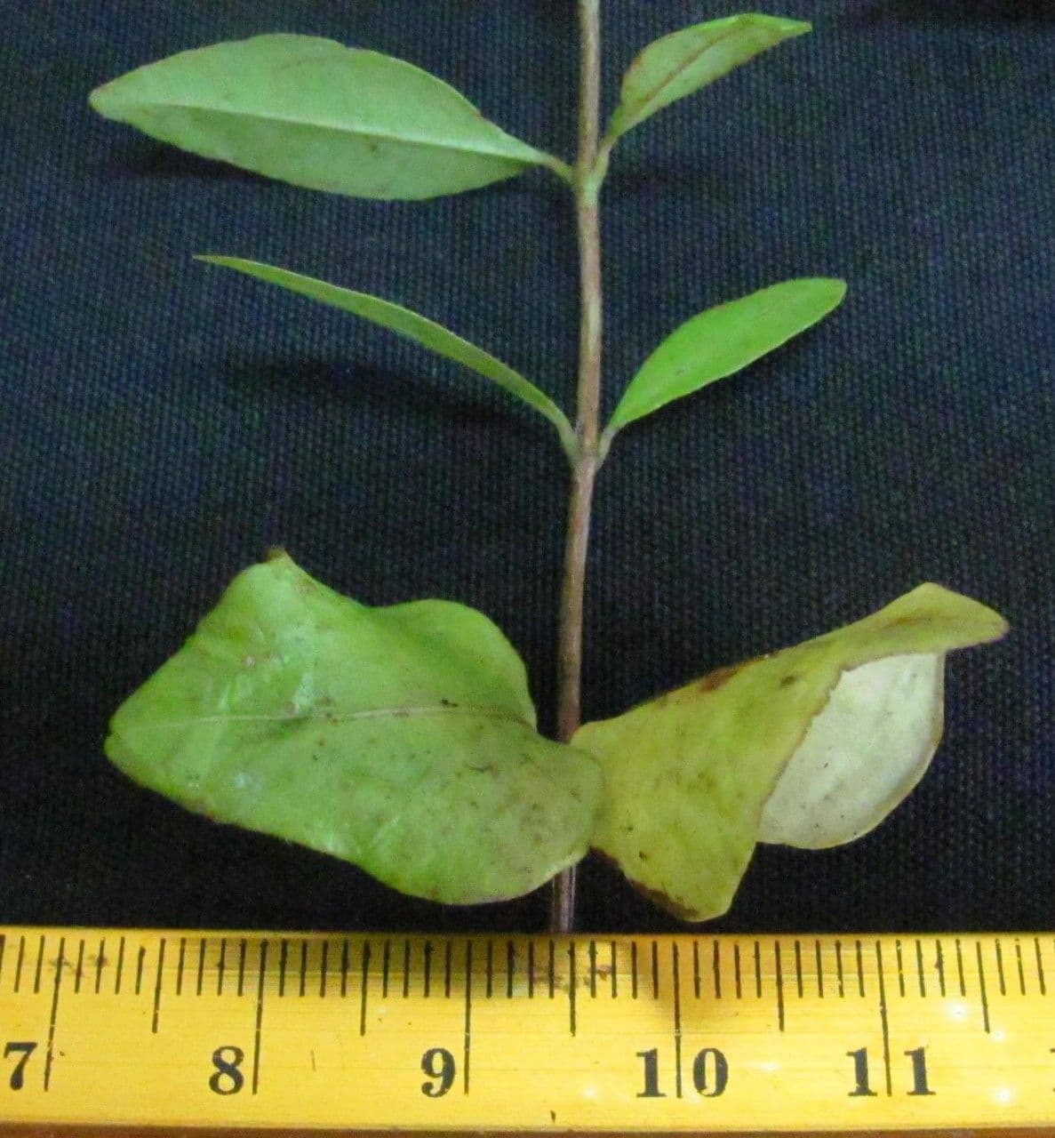 Glänzende Myrcia 27