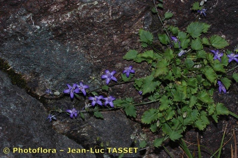 Campanula dell'Adriatico 6
