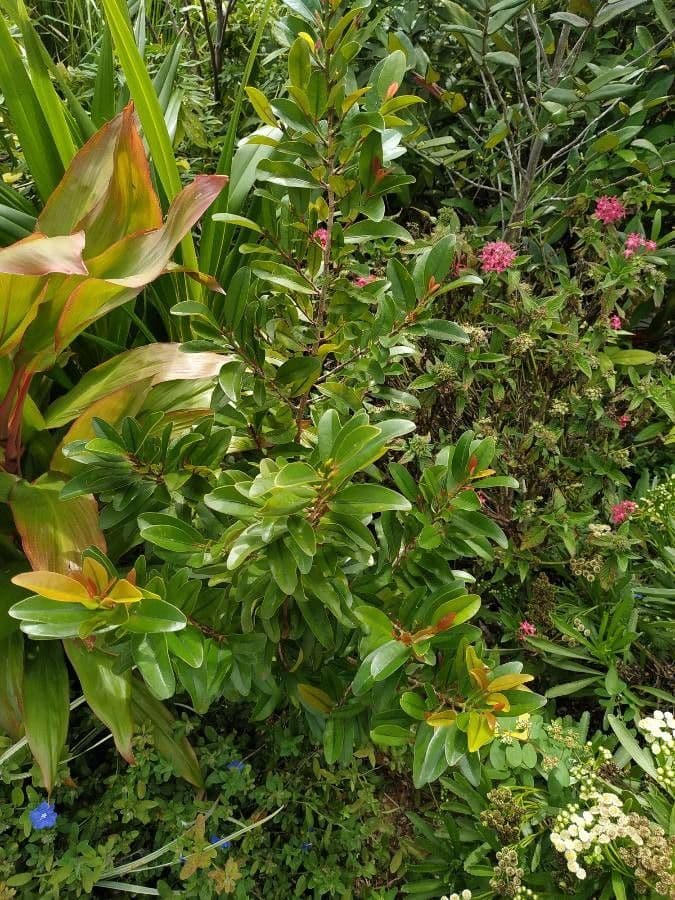 Erythroxylum 7